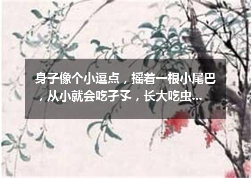身子像个小逗点，摇着一根小尾巴，从小就会吃孑孓，长大吃虫叫哇哇。（打一动物）