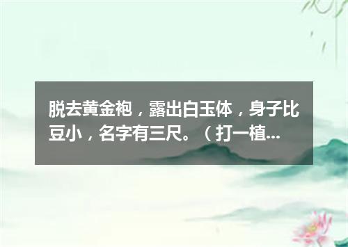 脱去黄金袍，露出白玉体，身子比豆小，名字有三尺。（打一植物）