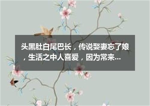 头黑肚白尾巴长，传说娶妻忘了娘，生活之中人喜爱，因为常来报吉祥。（打一动物）
