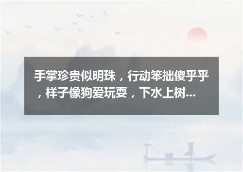 手掌珍贵似明珠，行动笨拙傻乎乎，样子像狗爱玩耍，下水上树有功夫。（打一动物）