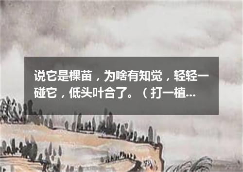 说它是棵苗，为啥有知觉，轻轻一碰它，低头叶合了。（打一植物）