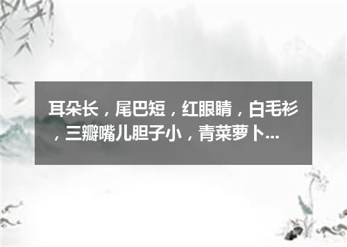 耳朵长，尾巴短，红眼睛，白毛衫，三瓣嘴儿胆子小，青菜萝卜吃个饱。（打一动物）