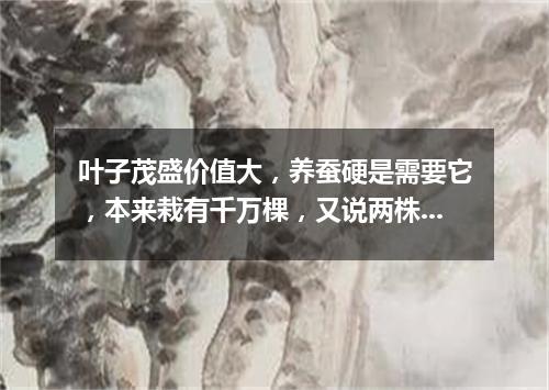 叶子茂盛价值大，养蚕硬是需要它，本来栽有千万棵，又说两株冤枉大。（打一植物）