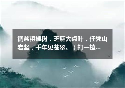 铜盆粗棵树，芝麻大点叶，任凭山岩坚，千年见苍翠。（打一植物）