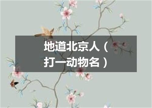 地道北京人（打一动物名）
