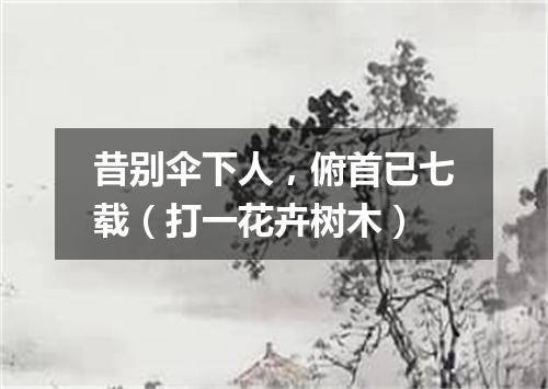 昔别伞下人，俯首已七载（打一花卉树木）