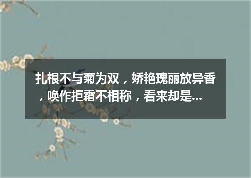 扎根不与菊为双，娇艳瑰丽放异香，唤作拒霜不相称，看来却是最宜霜。（打一植物）