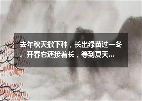 去年秋天撒下种，长出绿苗过一冬。开春它还接着长，等到夏天黄澄澄。（打一植物）