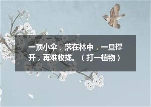 一顶小伞，落在林中，一旦撑开，再难收拢。（打一植物）