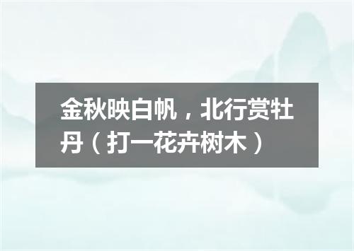 金秋映白帆，北行赏牡丹（打一花卉树木）