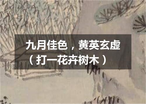 九月佳色，黄英玄虚（打一花卉树木）