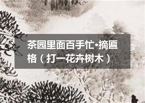 茶园里面百手忙·摘匾格（打一花卉树木）