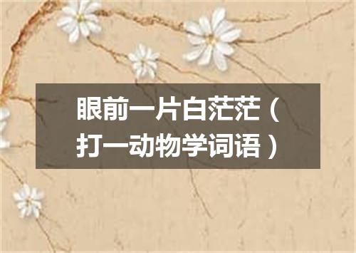 眼前一片白茫茫（打一动物学词语）