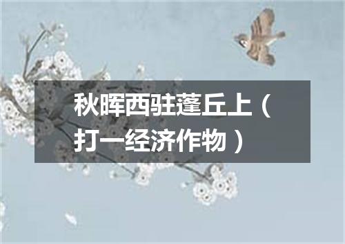 秋晖西驻蓬丘上（打一经济作物）